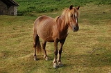 12_pottock