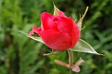 19_botanique