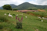 62_Esteben
