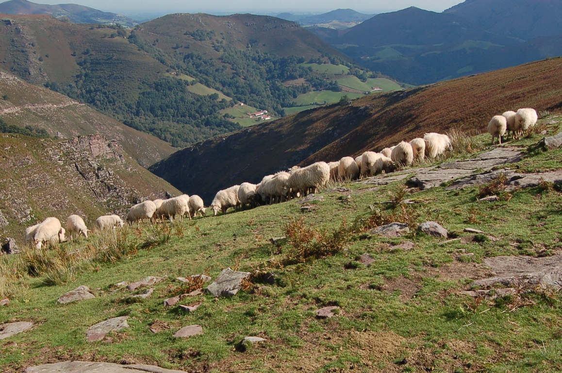 24_moutons.jpg